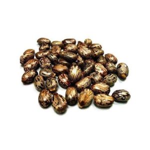 Nuts & Kernels