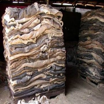 Cow Hides 5 Cow Hides - Image 5