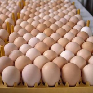 Eggs For Sale
